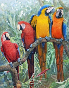 1991 DA91-01a PARROTS - aquarel 50x70 cm.jpg