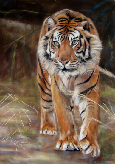 sumatraanse tijger copy.jpg