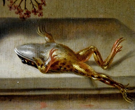 Dode kikker met bromvliegen