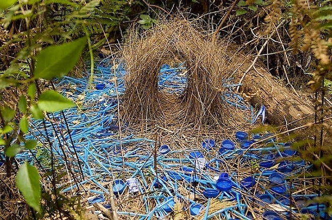 corridor prieelvogel 