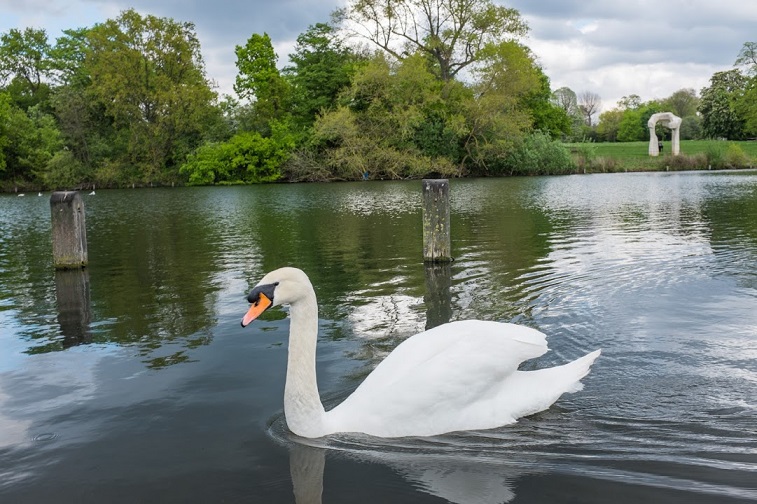 Zwaan met beeld Henri Moore op achtergrond