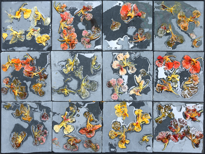 Oost-Indische kers (a 9342)