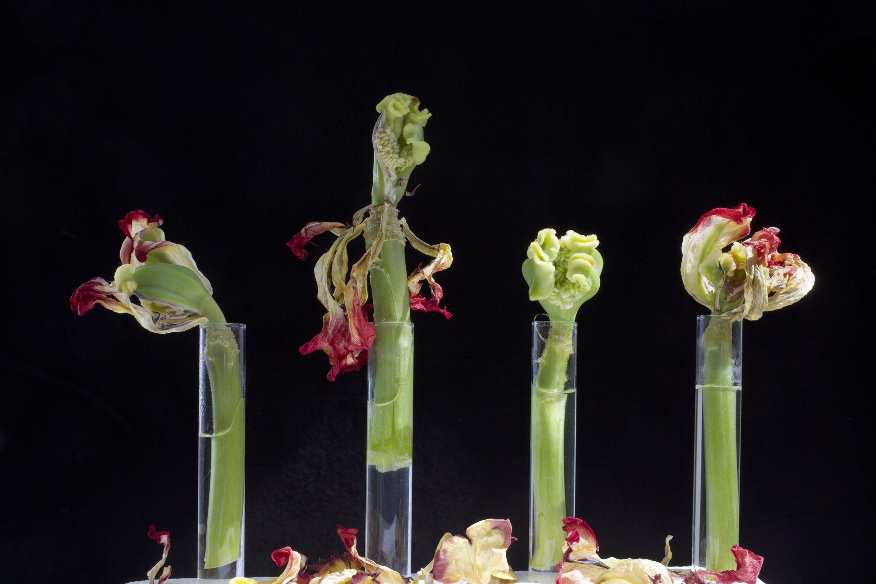  Stilleven met 4 tulpen (c 6683)