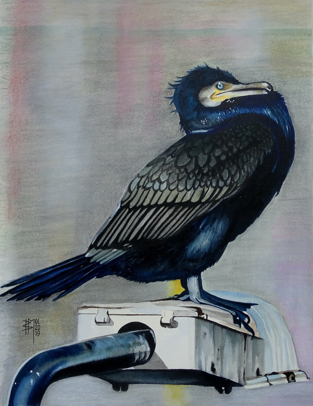 Aalscholver op lantaarnpaal in de Coolhaven  - Bastiaan Mol