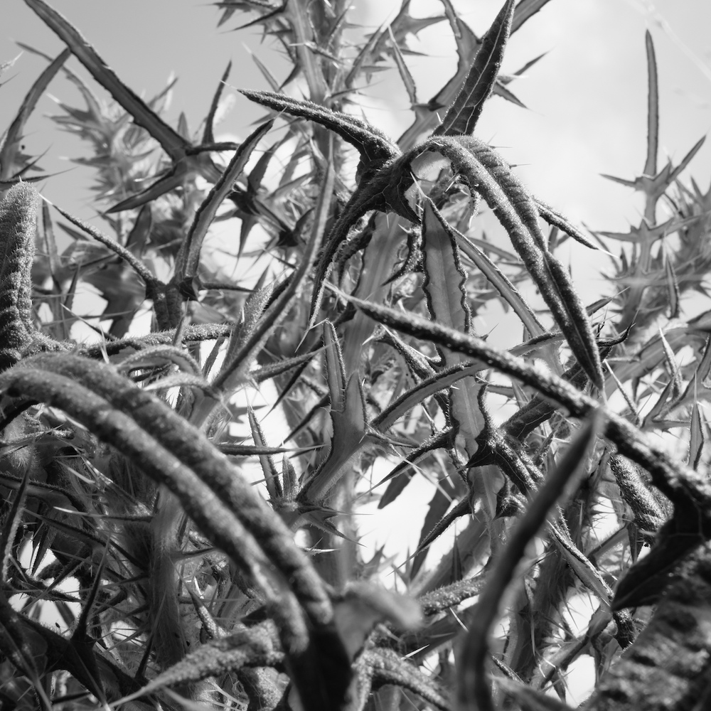 Amor vincit omnia - Henry Pennings