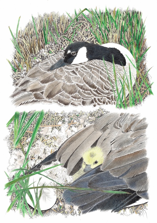 Moeder de (Canadese) Gans met jong - Hanneke Messelink-Anders