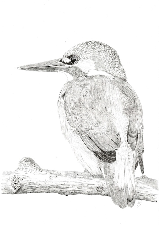 IJsvogel op stam z/w - Hanneke Messelink-Anders