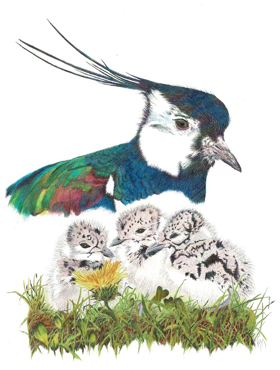 Fam. Kievit - Hanneke Messelink-Anders